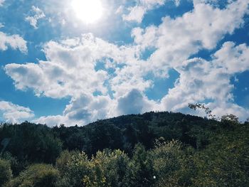 Low angle view of plants against sky