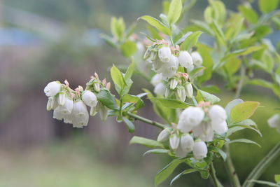 Close-up of white flowering plant