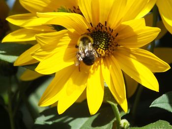 Close-up of bee on yellow flower