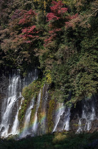 Waterfall in forest