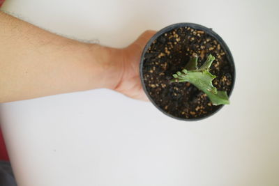 Close-up of hand holding small potted plant