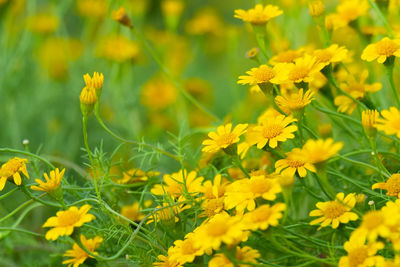 Close-up of yellow flowering plants on field