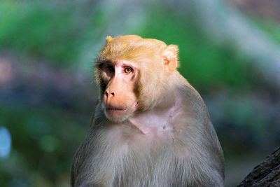 Portrait of monkey