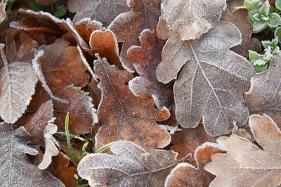 Close-up of leaves