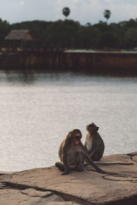 Monkeys sitting by the lake 