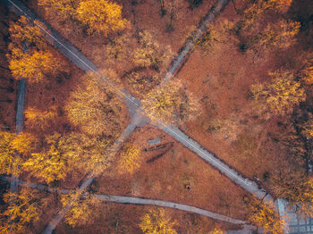 Aerial view of autumn trees in forest