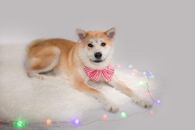 Portrait of dog sitting on toy