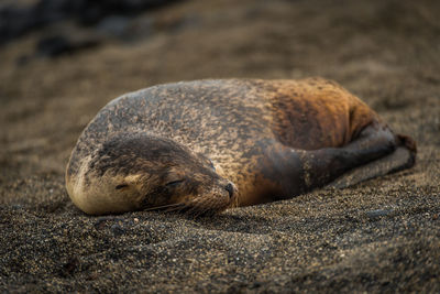 Close-up of seal sleeping at beach