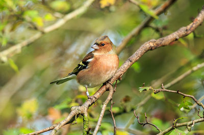 Close-up of bird perching on branch