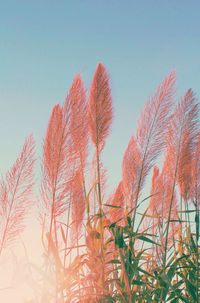 Close-up of plant against sky