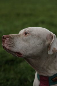 Close-up of dog looking away