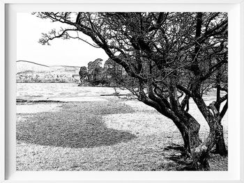 Bare trees on landscape