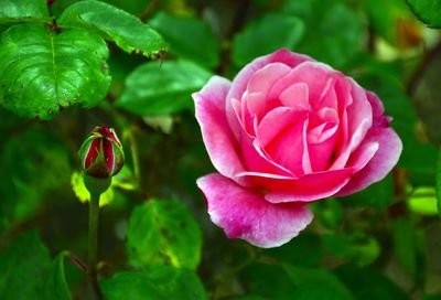 Close-up of pink rose