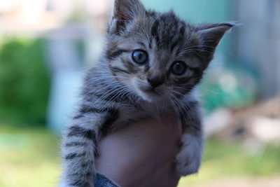 Close-up of hand holding kitten