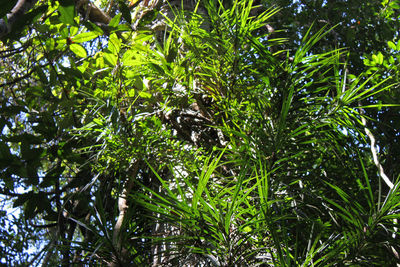 Plants and trees in forest