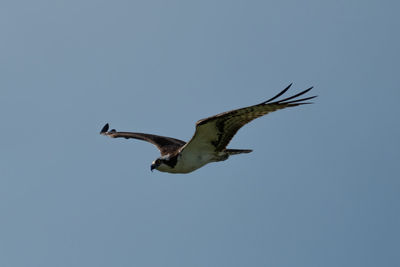 Low angle view of seagull flying against clear sky