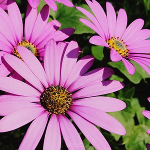 Close-up of gerbera daisy blooming outdoors