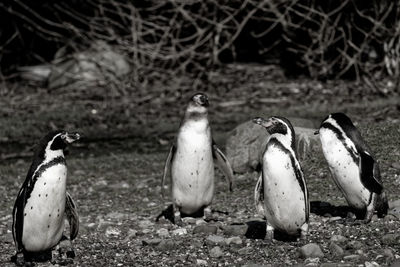 Close-up of penguins on field