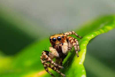 Close-up of spider on leaf