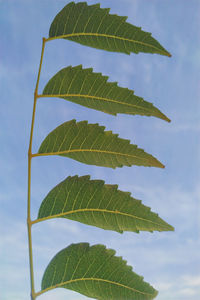 Low angle view of plant against sky