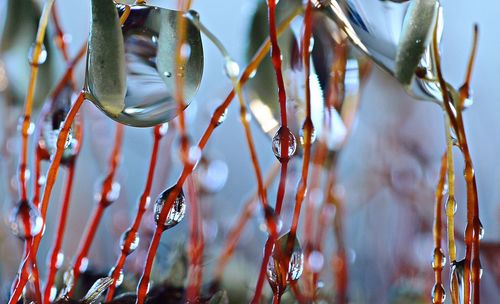 Tiny world of water droplets on stem