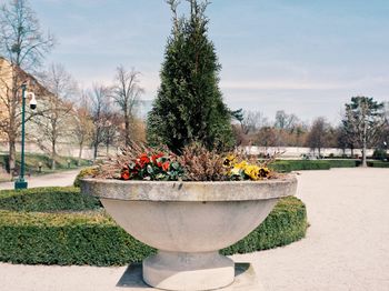 Potted plants in garden