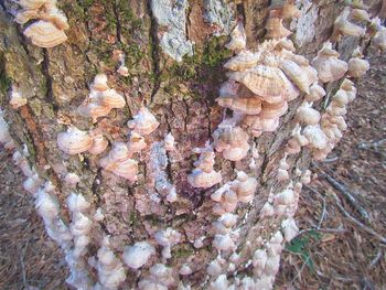 Close-up of mushrooms growing on tree trunk