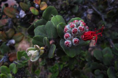 Close-up of red flowering plant