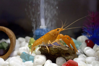 Close-up of fish in tank
