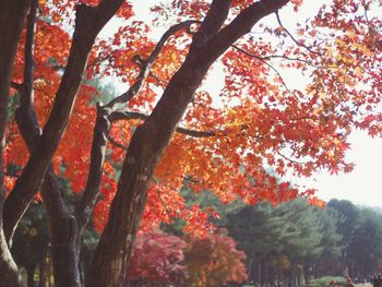 Low angle view of tree in autumn