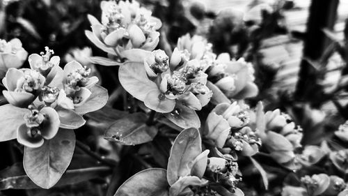 Close-up of flowers