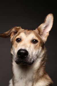 Close-up portrait of a dog over black background