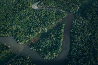 High angle view of trees growing on land