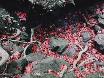 High angle view of red flowering plant on field