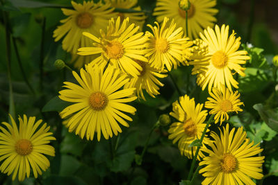 Close-up of yellow flowering plants