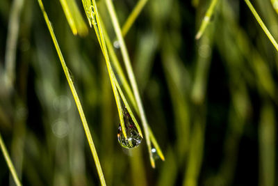 Close-up of wet grass