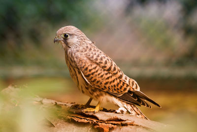 Close-up of owl perching outdoors