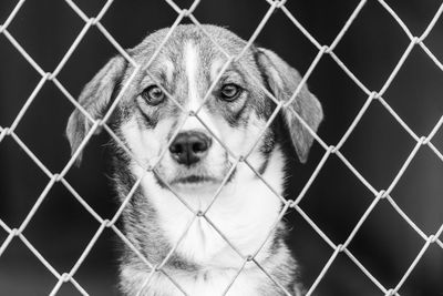 Close-up portrait of a dog