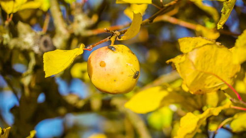 Close-up of fruits on tree