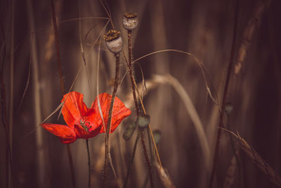 Close-up of red flowering plant