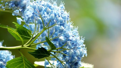 Close-up of blue flowering plant