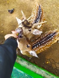Low section of person with deer