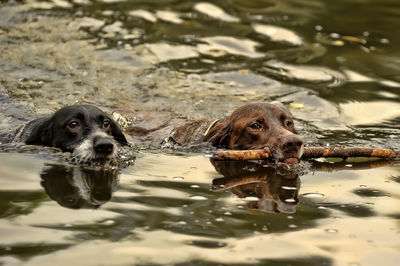 Portrait of dog swimming in lake