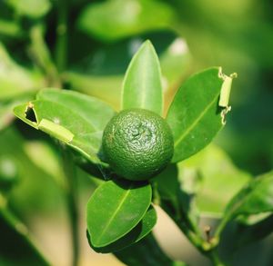 Close-up of fruit growing on plant