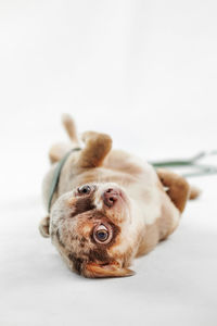 Close-up of dog relaxing on white background