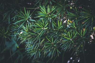 Close-up of pine tree