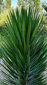 Close-up of palm tree