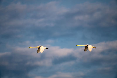 Low angle view of bird flying against sky