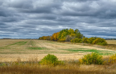 Scenic view of agricultural field against sky