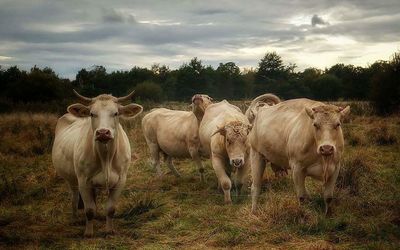 Cows on landscape against sky